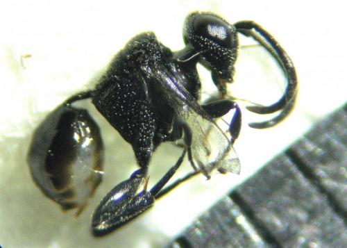 Réf. 273 520 : Brachygaster minutus